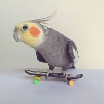 bird on a skateboard