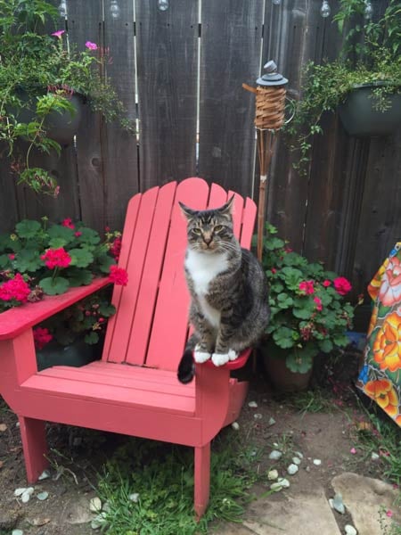 Cat sitting on a red chair 