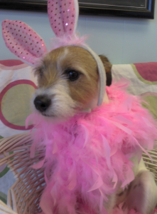 A dog in a bunny costume